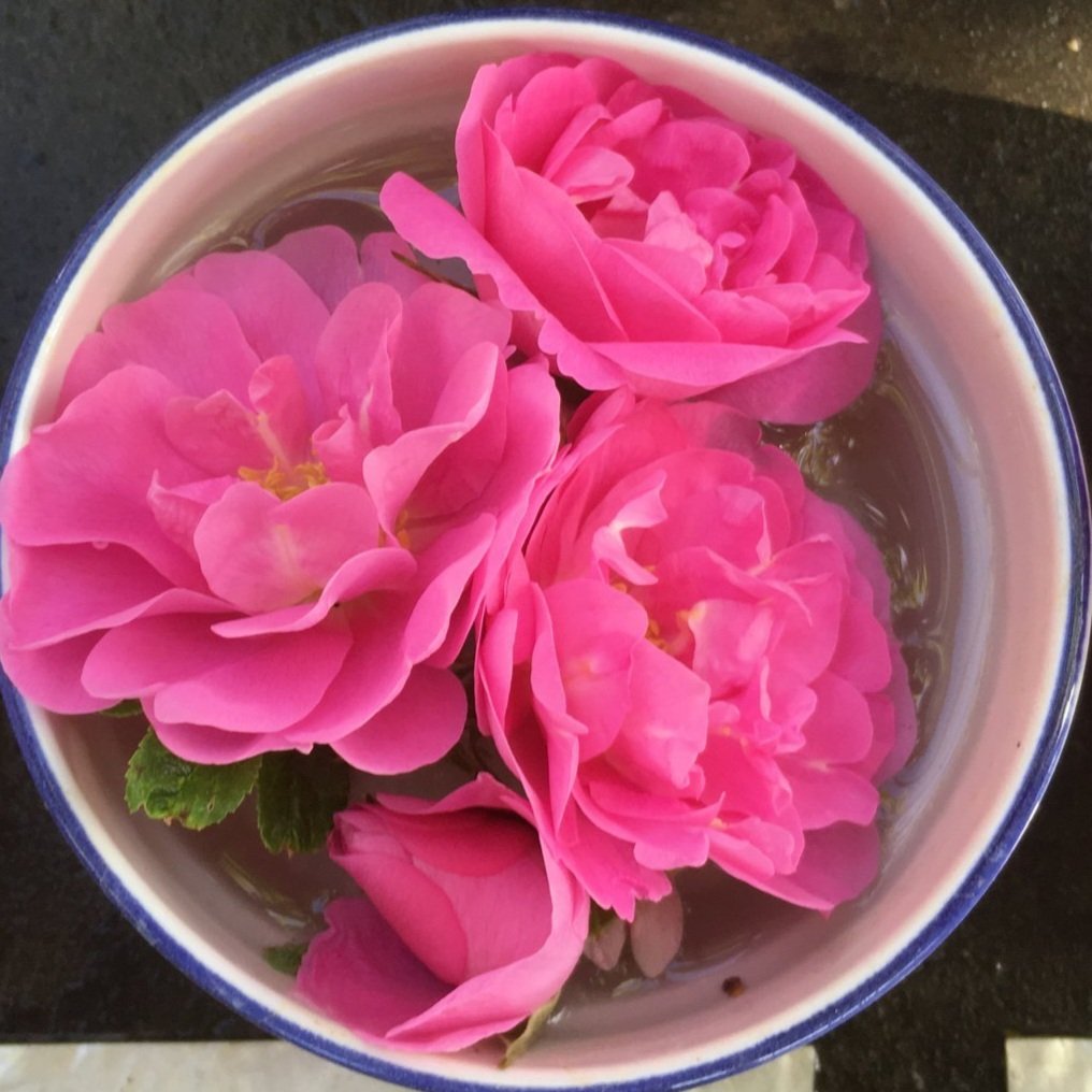 Celestial Rose — Corn Hill Nursery